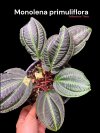 Monolena primuliflora
