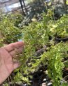 Nephrolepis sp. mutation