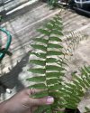 Nephrolepis sp. variegated