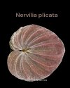 Nervilia plicata Dark Color