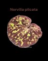 Nervilia plicata Dark Color with pattern
