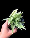 Fern No id. #1