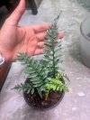 Polypodium sp. Silver