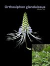 Orthosiphon glandulosus