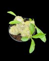 Pachypodium brevicaule (Size L)