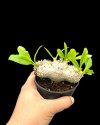 Pachypodium brevicaule (Size M)