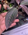 Palicourea sp. pangui