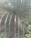 Pandanus sp. Sulawesi (Seeds)