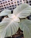 Paraboea amplifolia