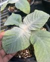 Paraboea amplifolia
