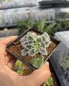 Petrocosmea kerrii
