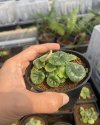 Petrocosmea pubrscens