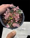 Phyllanthus urinaria pink variegated