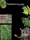 Phyllanthus sp. Laos