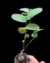 Phyllanthus sp. nova