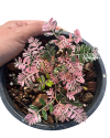 Phyllanthus urinaria pink variegated