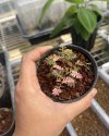 Phyllanthus urinaria pink variegated