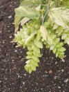 Phyllodium longipes variegated
