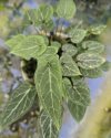 Pinellia cordata