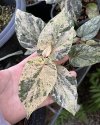 Piper sylvaticum variegated