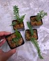 Polypodium sp.