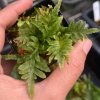 Polypodium sp.