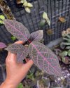 Prestonia quinquangularis