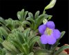 Primulina linearifolia