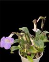 Primulina longii