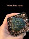 Primulina nana