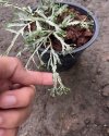 Pteris ensiformis 'Victoriae' mutation