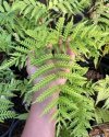 Pteris wallichiana