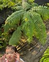 Pteris wallichiana