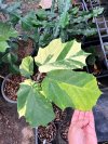 Pterospermum acerifolium variegated