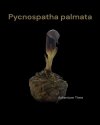 Pycnospatha palmata