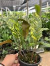 Pyrrosia lingua variegated
