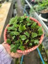 Pyrrosia sp. Dwarf 