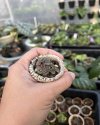 Saxifraga sp. dwarf