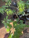 Schefflera actinophylla nova