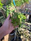 Schefflera actinophylla nova