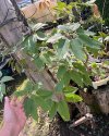 Schefflera sp. Kanchanaburi #1