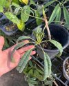 Schefflera albido-bracteata 