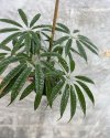 Schefflera albido-bracteata