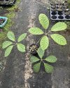 Scefflera sp. Malaysia