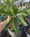 Schefflera poomae Tak