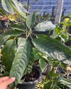 Schefflera sp. Kanchanaburi #2