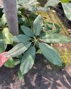 Schefflera sp. Sarawak #2