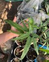 Schefflera sp. Chiangmai