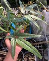 Schefflera sp. Chiangmai