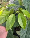 Schefflera sp. Sarawak #1